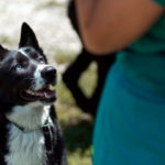 dog training FAQs