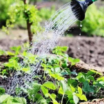 chelated micronutrient fertilizer