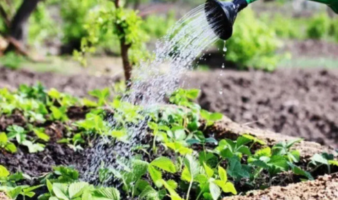 chelated micronutrient fertilizer