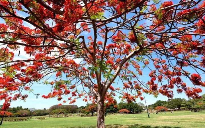 tree pruning in Poinciana,