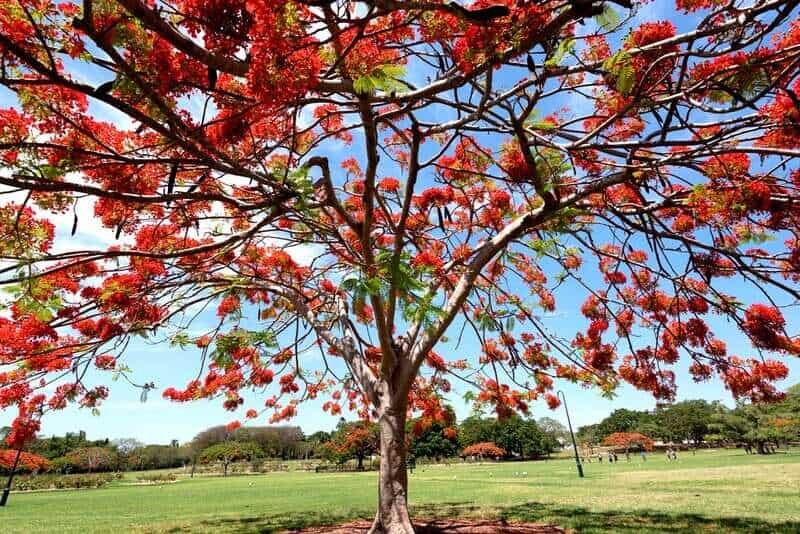 tree pruning in Poinciana,